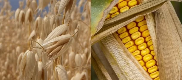 Világ kukorica-, búzatermés előrejelzés, az El Niño lehetséges hatása